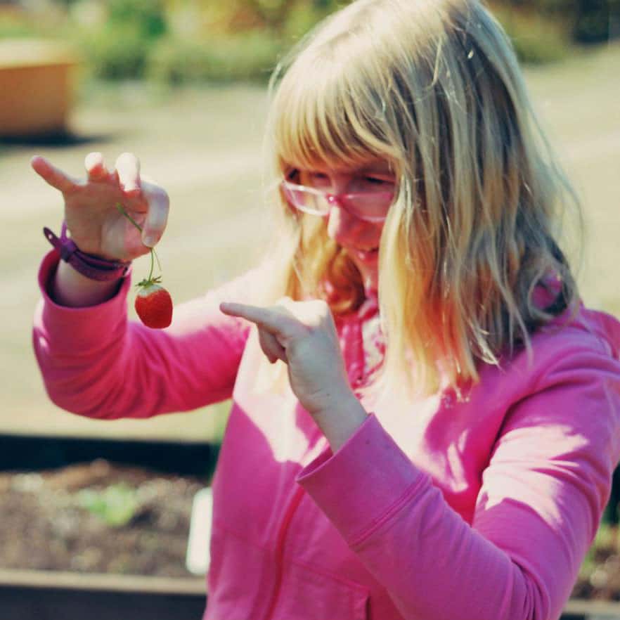 woman with strawberry gardening